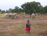 A young shepherd