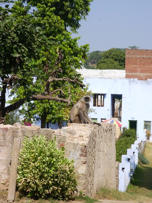 Un singe dans la cours de l'hôtel