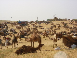 Camel Festival