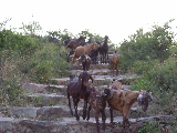 Chemin menant au temple