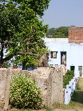 Un singe dans la cours de l'hôtel