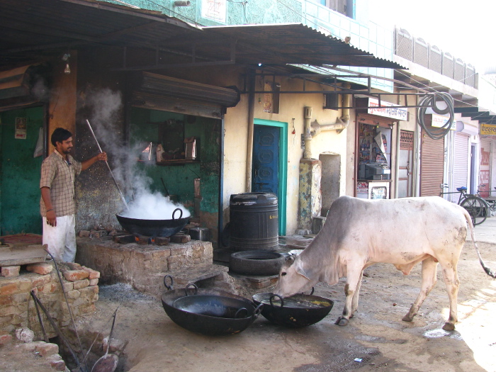 Vache léchant une poêle