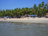 The beach and the coconut palms