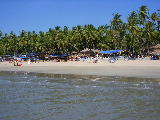 La plage et les cocotiers