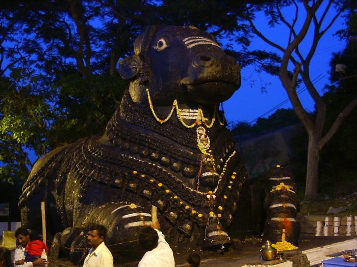 A giant cow