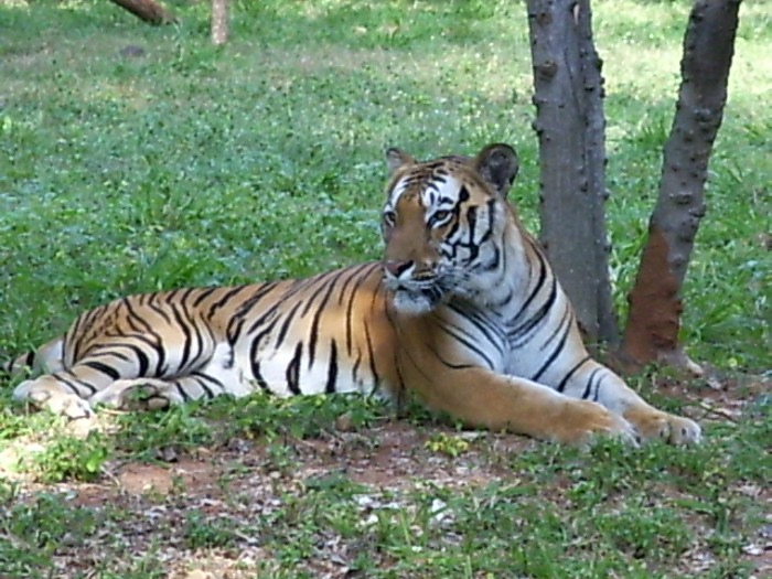 A tiger at the zoo