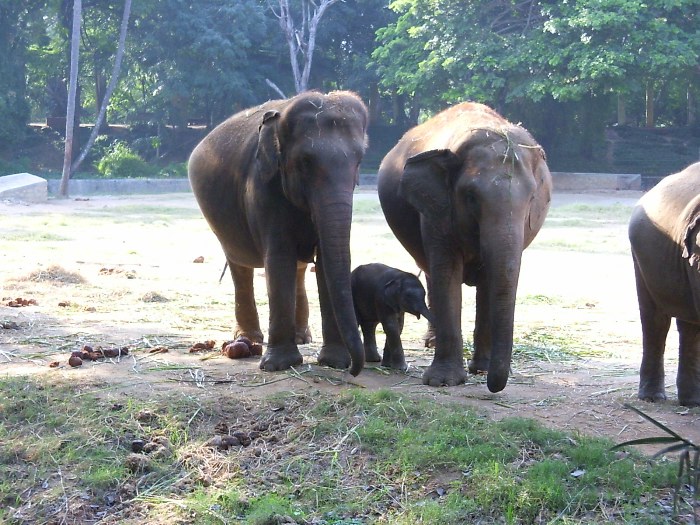 Les éléphants d'Asie