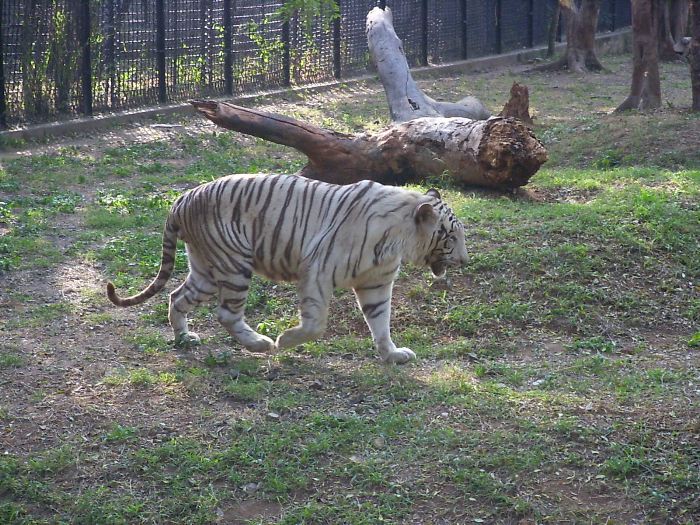 The white tiger