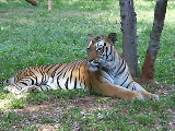 A tiger at the zoo