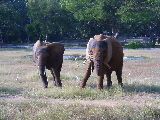 African elephants