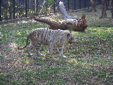 The white tiger