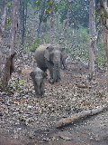 Elephants in a national park near Khajuraho