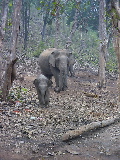Elephants in a national park near Khajuraho