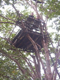 Thimo & Jackie in a tree