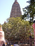 The tree under which Buddha attained enlightenment