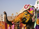 Decorated elephant