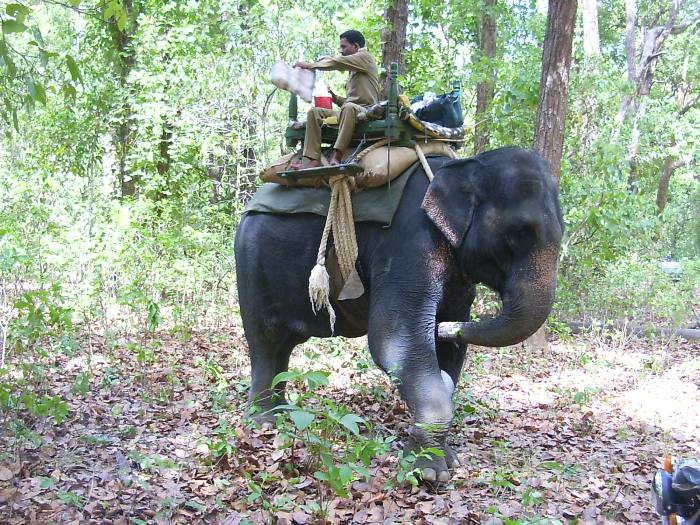 Eléphant menant au tigre