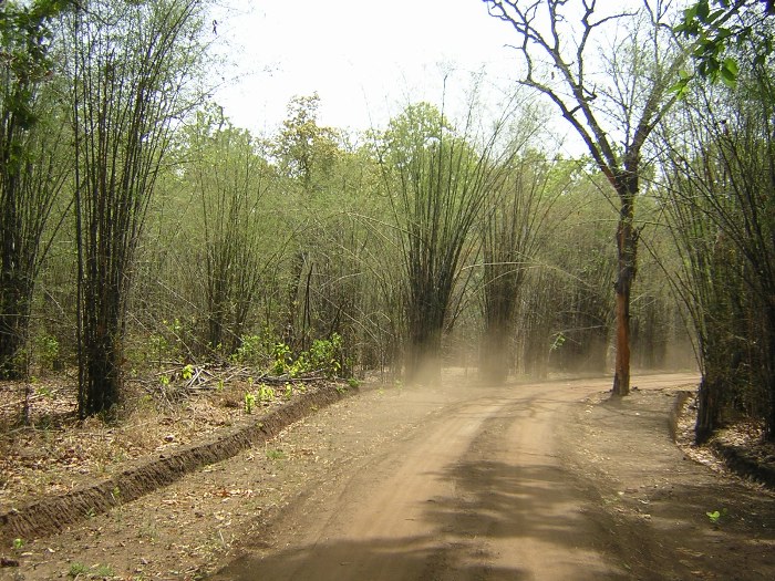 Forêt de bambou dans le parc