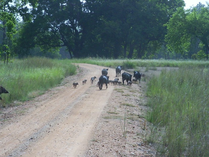 Sangliers traversant la route