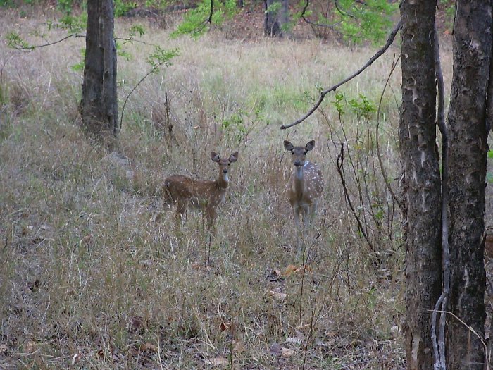 Deers