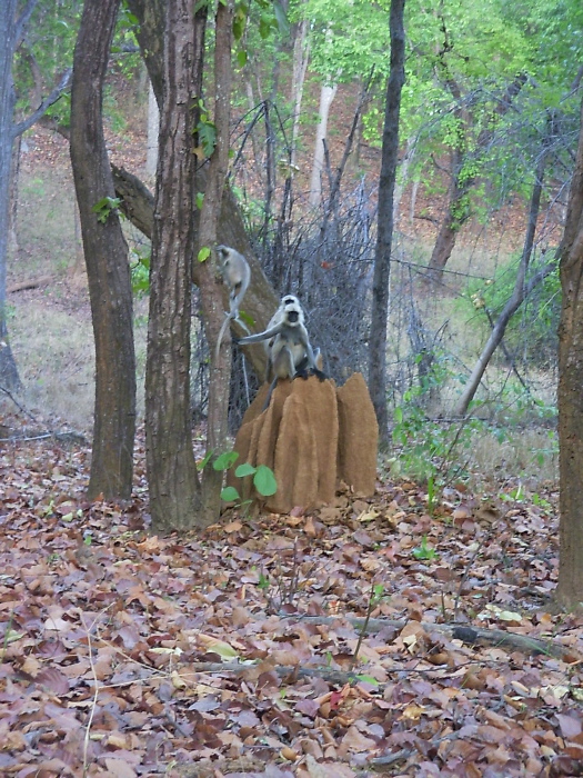 Singes sur une termitière