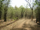 Bamboo forest in the park