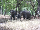 Une famille d'éléphants