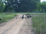 Wild boars crossing the road