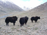 Yaks