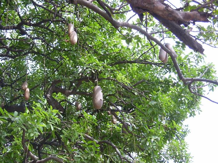 Un arbre à ''saucisson''