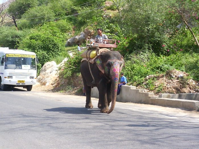 Un éléphant