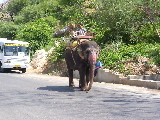 An elephant