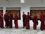 Young monks