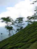 Tea plantations