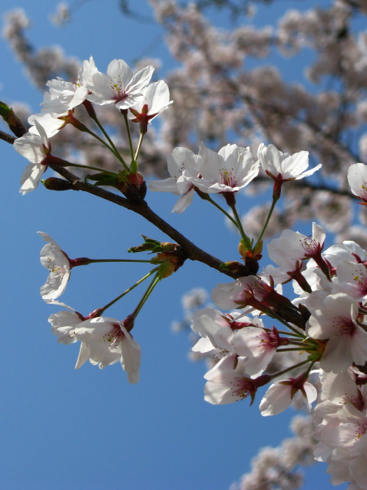 Cherry blossom