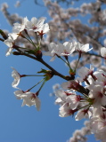 Cerisier en fleur