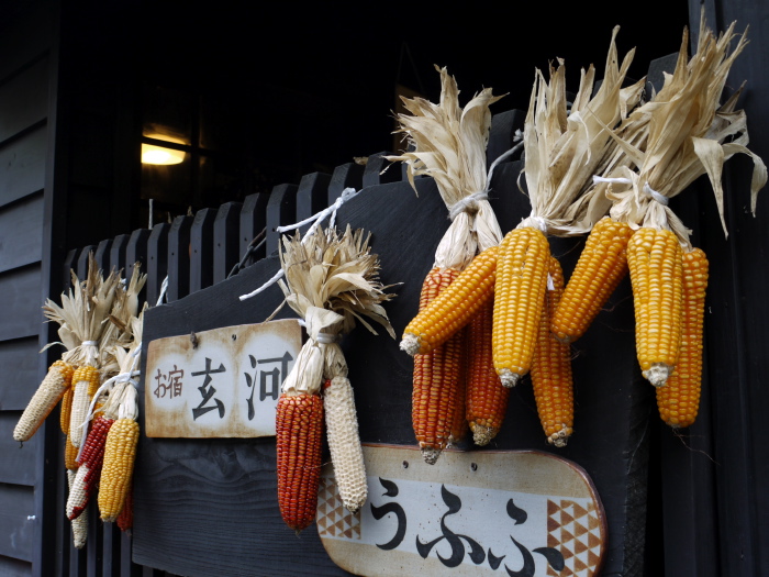 Maize ears