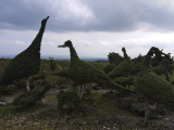 Sculpted box trees