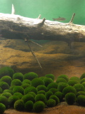 Marimo seaweed specimens of Akan Lake