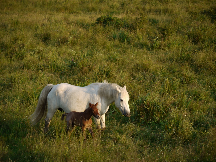 Chevaux dans le parc Genseikaen