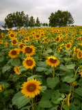 Champ de tournesols du parc Zerubu no Oka