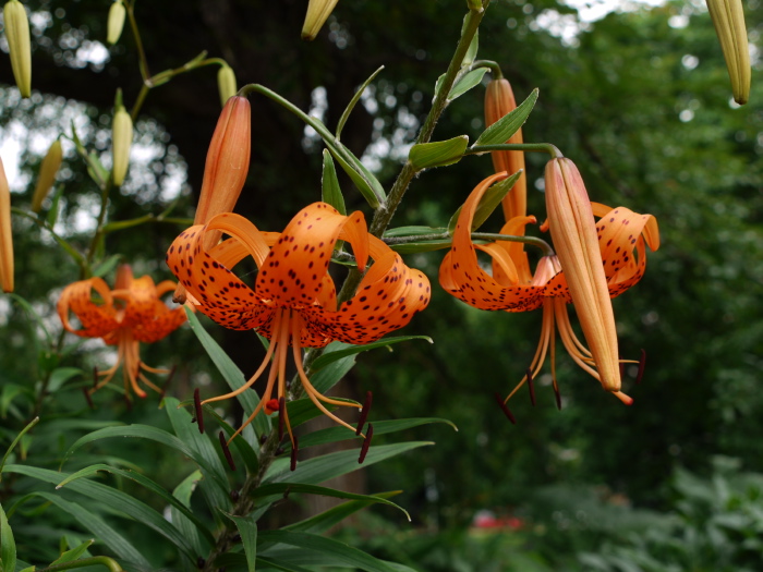 Fleurs dans le jardin botanique