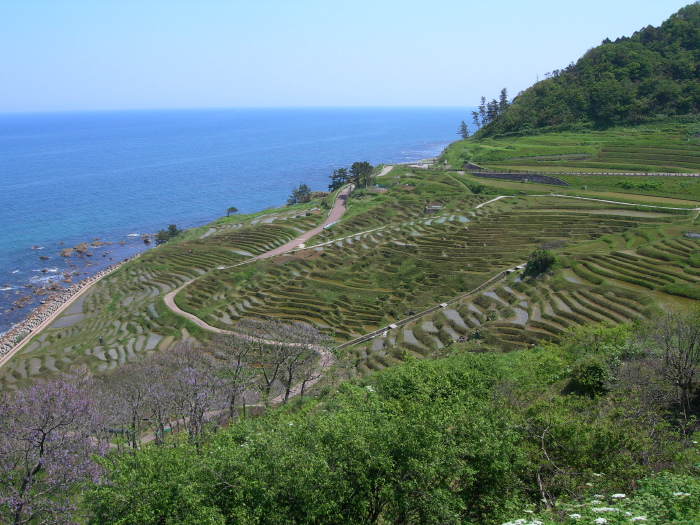 Rizières en terrasses de Senmaida