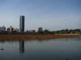 Etang Shinobazu du parc d'Ueno