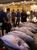 Tsukiji Fish Market