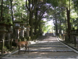 An alley in the Nara-koen Park