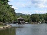 Petit lac dans le parc