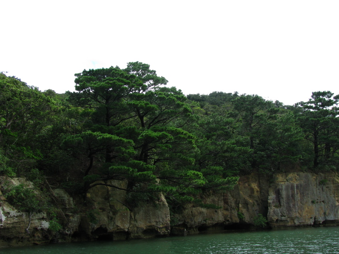 Végétation le long de la rivière