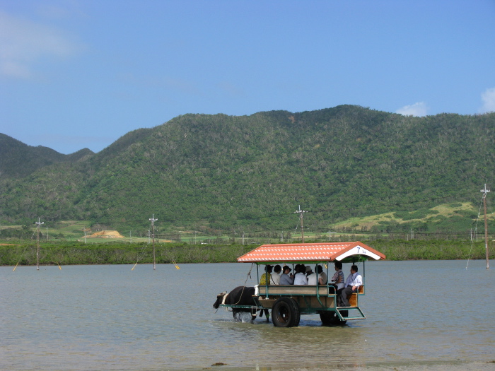 Cart driven by a water buffalo