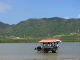 Cart driven by a water buffalo